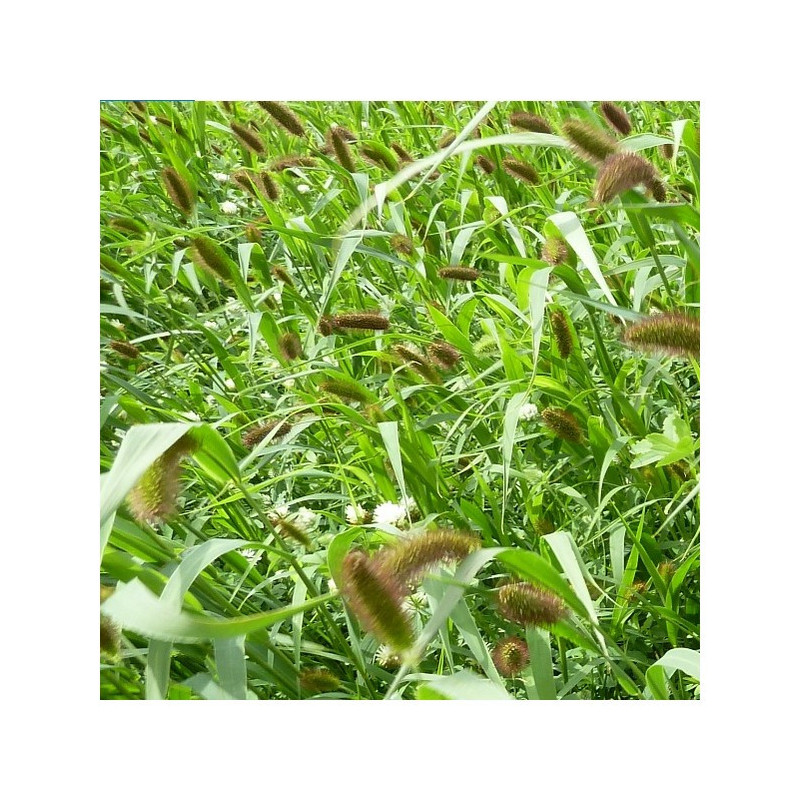 Moha bigarré PRESTO (setaria italica)