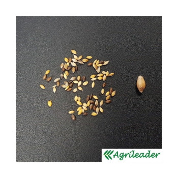 Moha bigarré PRESTO (setaria italica)