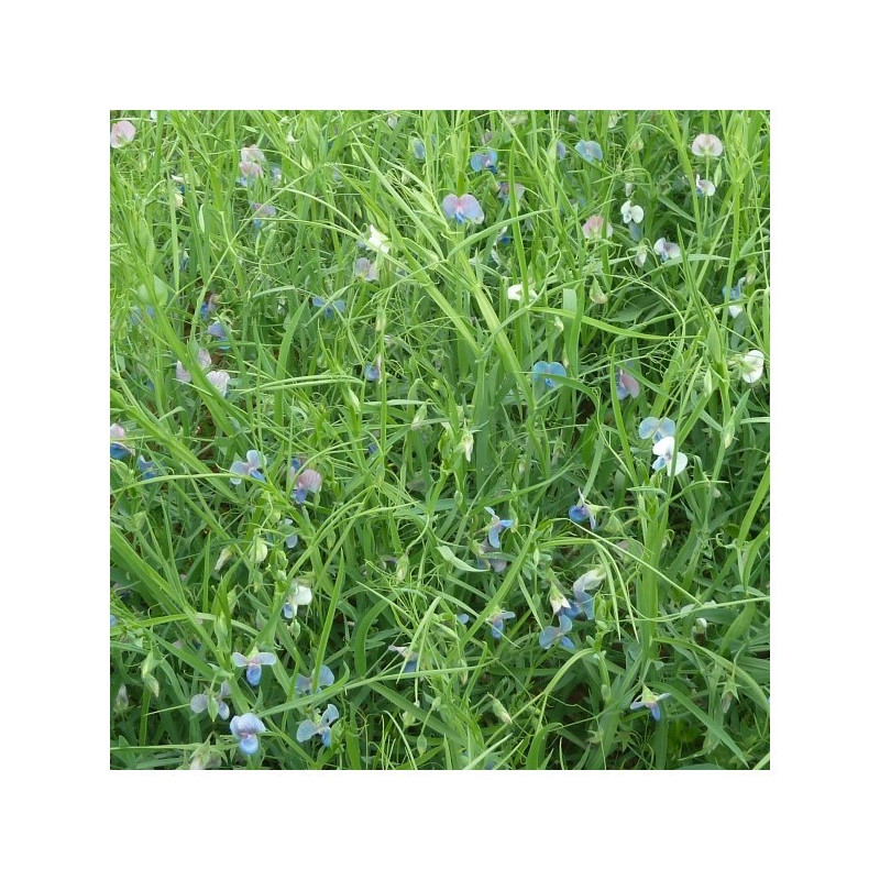 Gesse d'interculture N-FIX