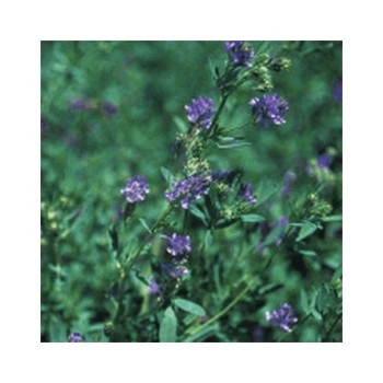 Luzerne Méditéranéenne PROSEMENTI BOLOGNA