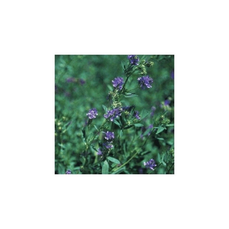 Luzerne Méditéranéenne PROSEMENTI BOLOGNA