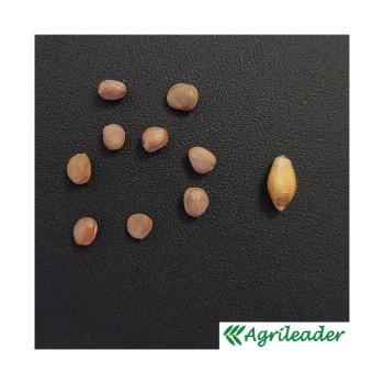 Radis chinois DAIKON