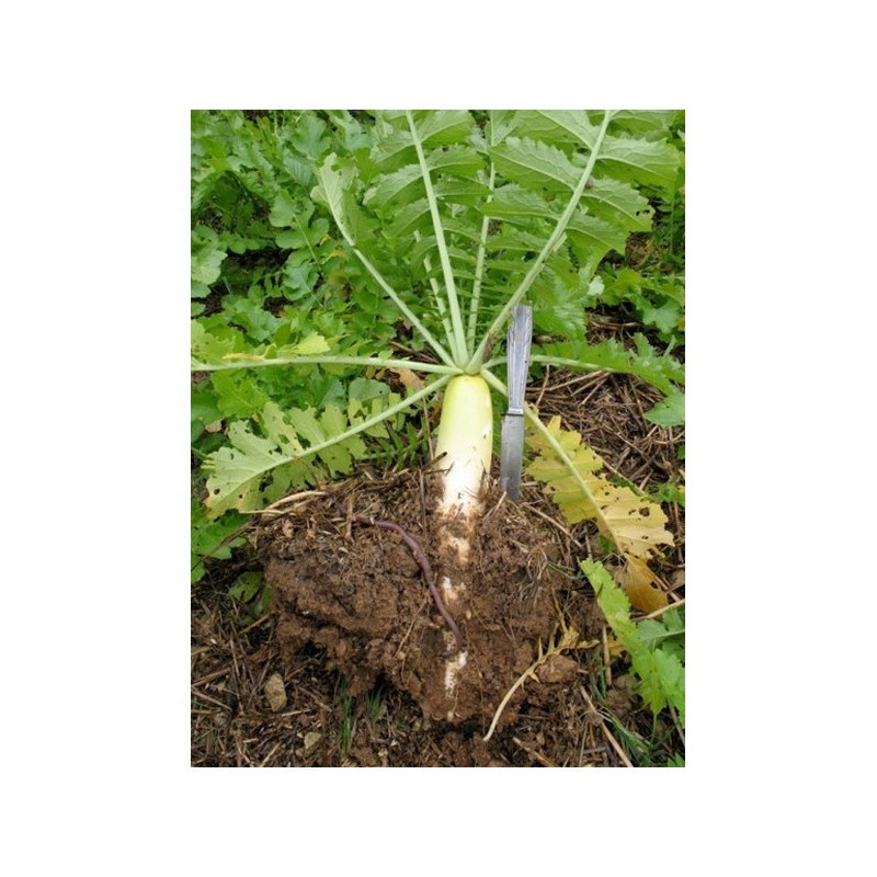 Radis chinois STRUCTURATOR