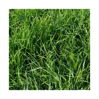 RGI 2N non-alternatif EF486, Ray-grass d'Italie