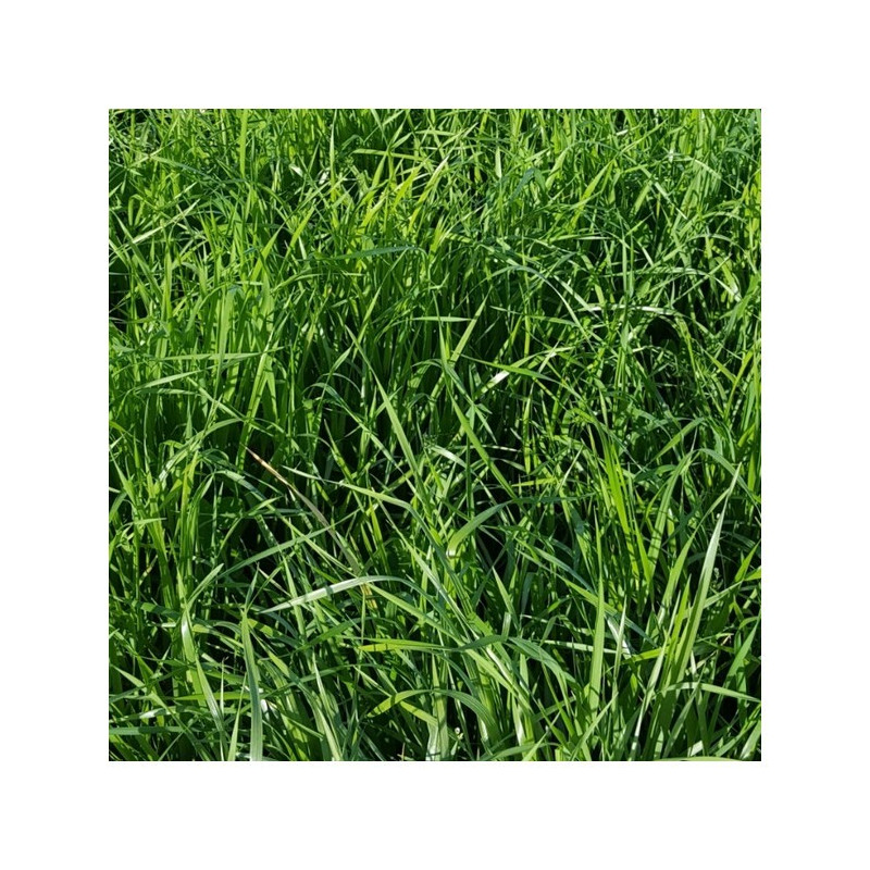 RGI 2N non-alternatif EF486, Ray-grass d'Italie