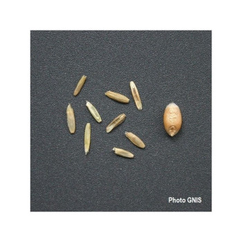 RGI 2N alternatif JOLLY, Ray-grass d'Italie 