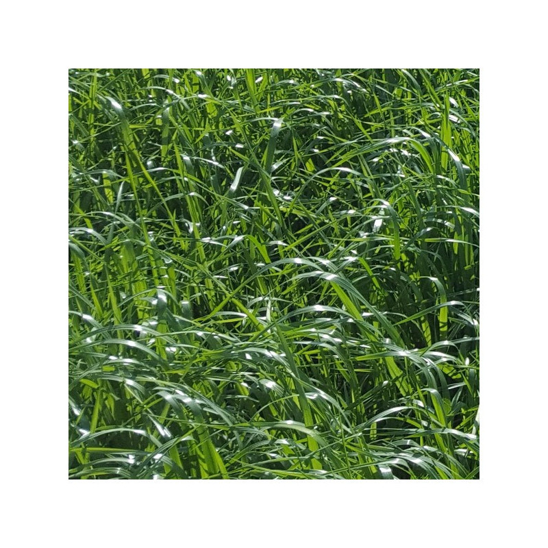 RGI 4N alternatif OBELIX, Ray-grass d'Italie