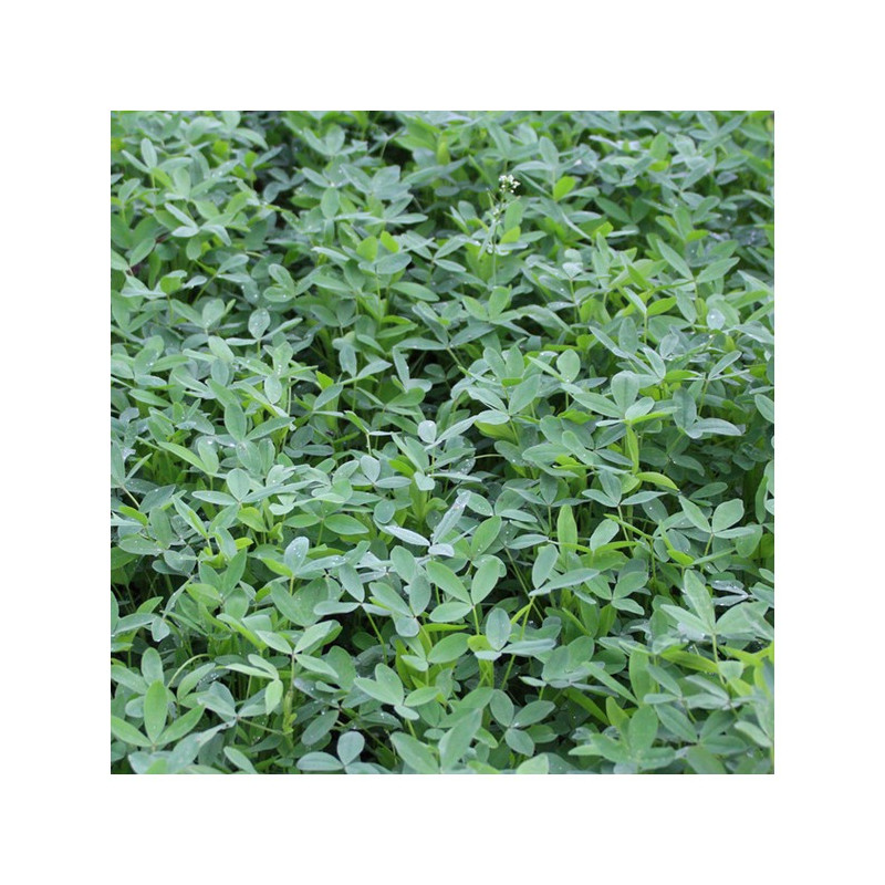 Trèfle d'Alexandrie AXI