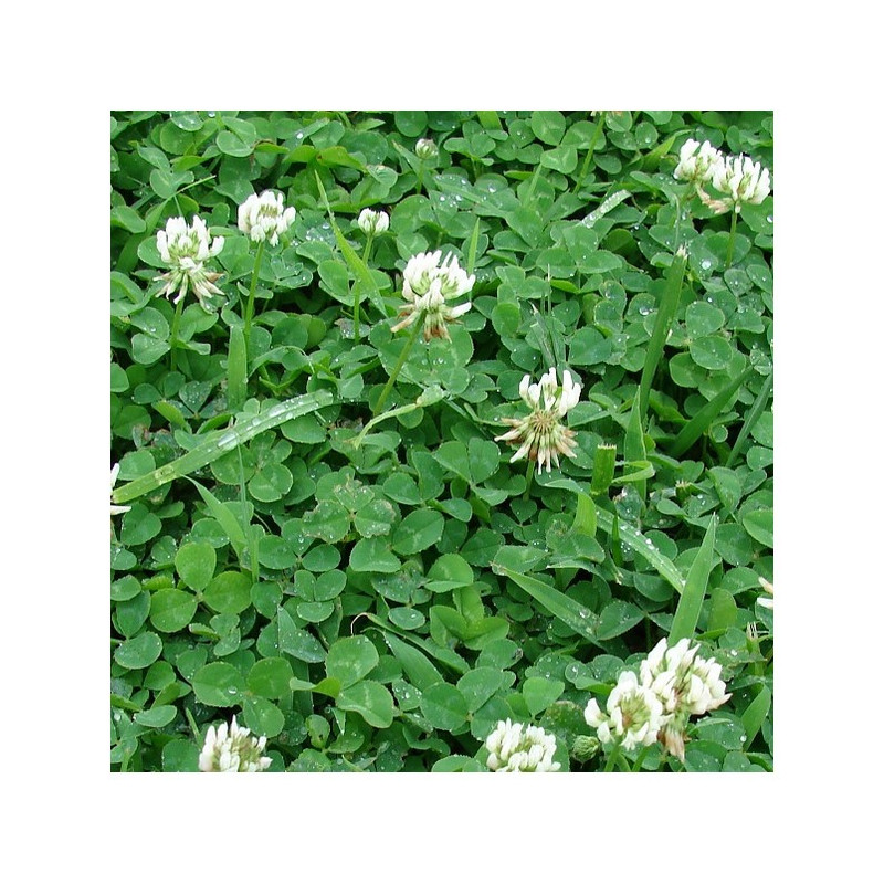 Trèfle blanc nain HUIA