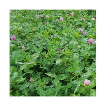 Trèfle violet ROZETA