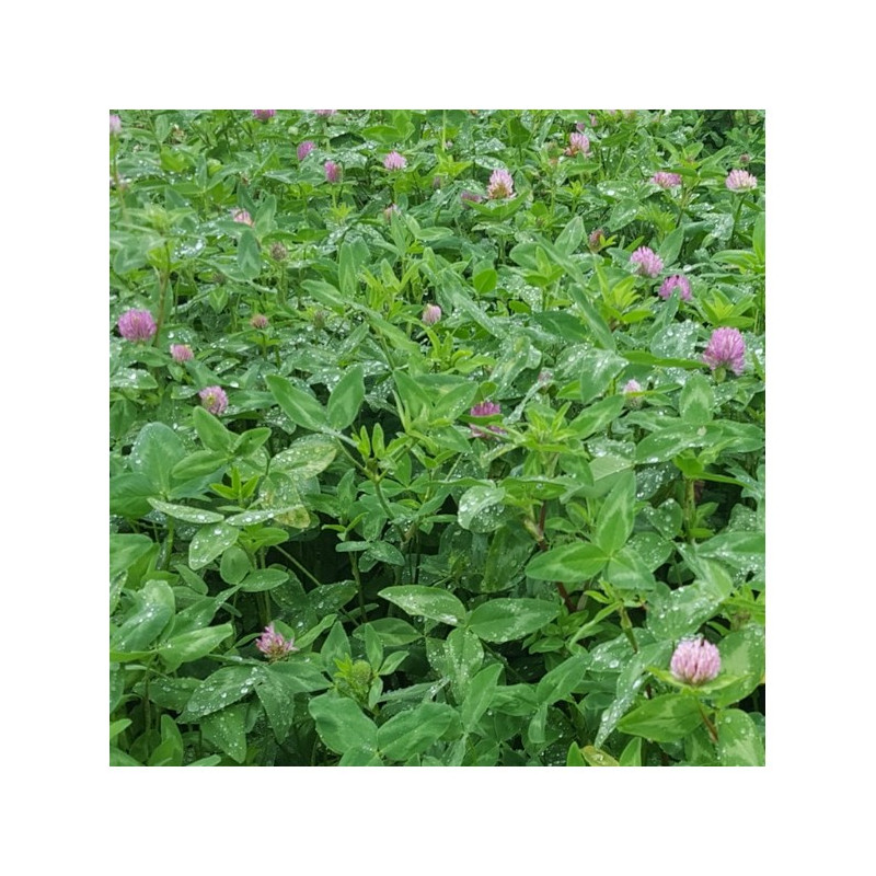 Trèfle violet ROZETA