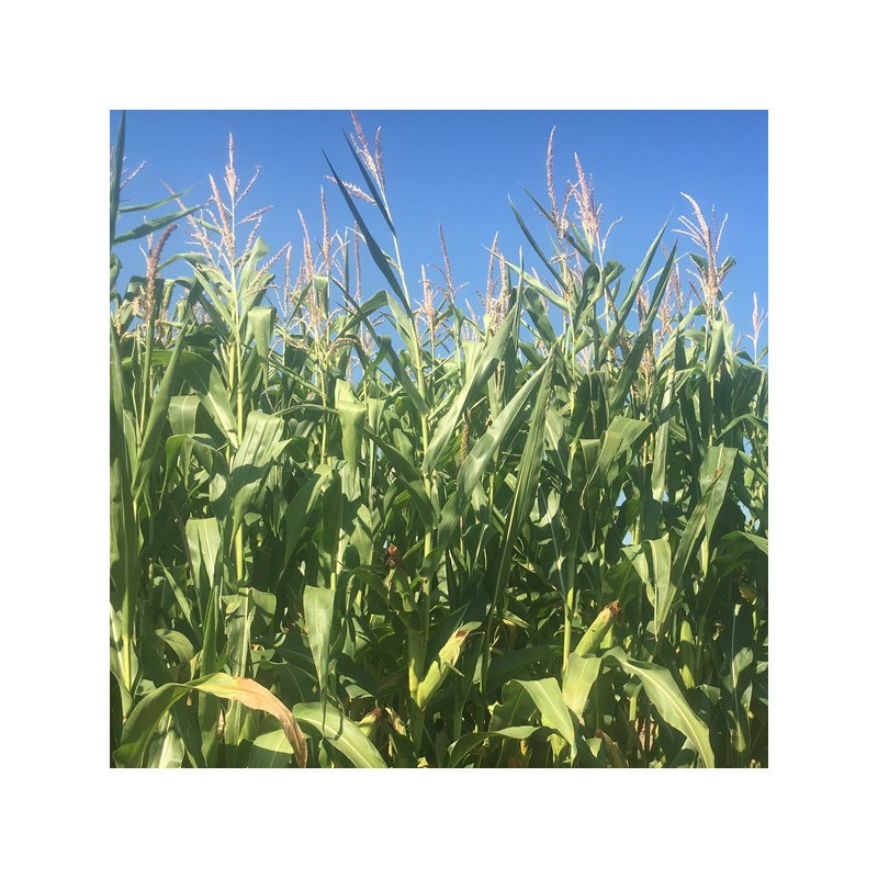 Maïs PERSEO indice 280-290