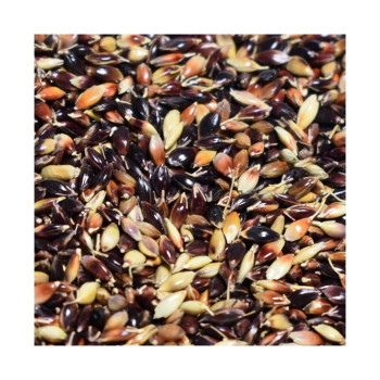 Sorgho fourrager PIPER