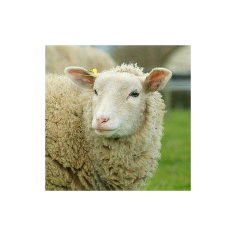 OVI'MIN FORM - AGRI BREBIS