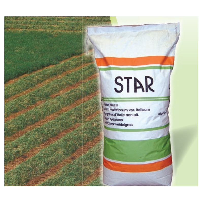 RGI 2N non-alternatif STAR, Ray-grass d'Italie