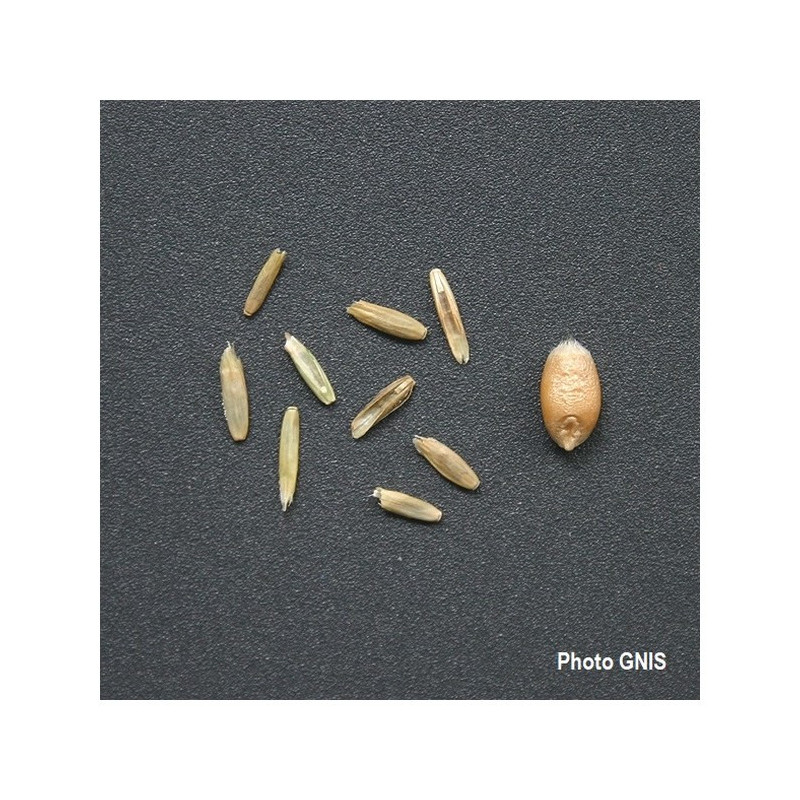 RGI 4N non-alternatif DS RONALDO, Ray-grass d'Italie