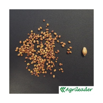 Mélange QUALI HERB' TREFLES