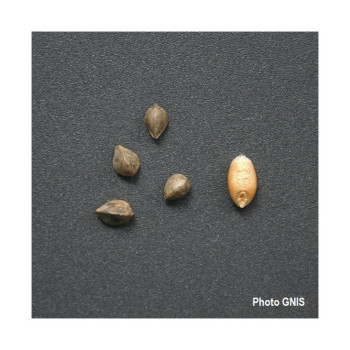 Sarrasin LA HARPE (BIO)