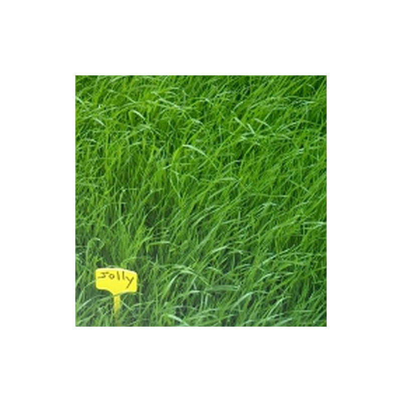 RGI 2N alternatif Bio JOLLY, Ray-grass d'Italie Bio