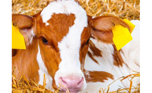 Agri - reportage : Témoignage sur l'élevage de veau EARL SABLONNIERE