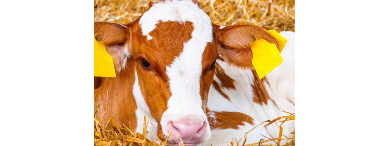 Agri - reportage : Témoignage sur l'élevage de veau EARL SABLONNIERE