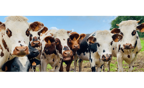 Lutte contre le stress thermique