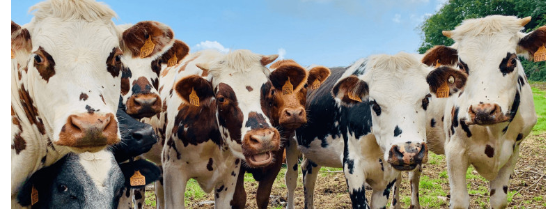 Lutte contre le stress thermique